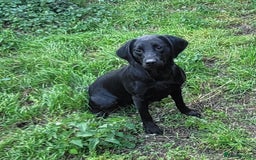 Springador dogs for sale: Gorgeous Springador Puppies - Image 12
