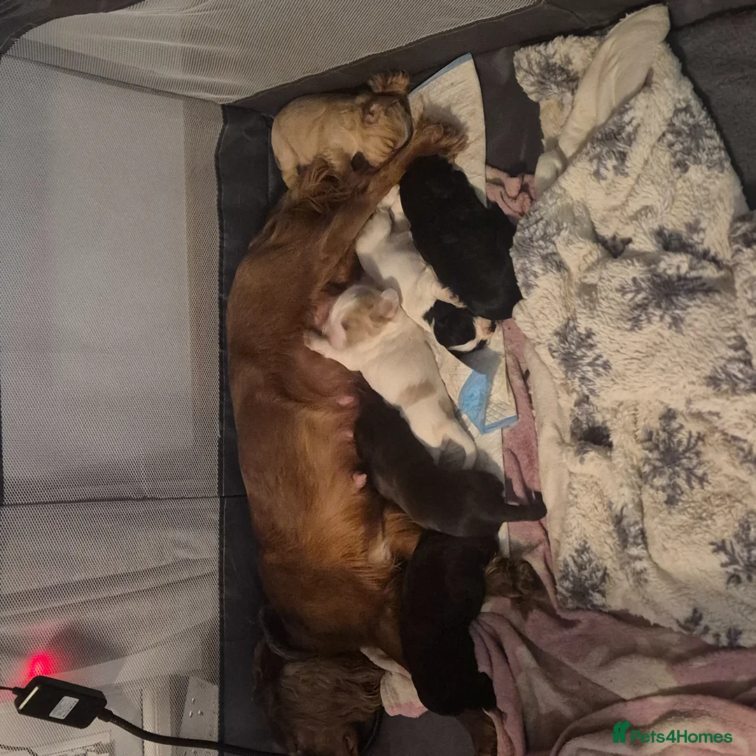 Cocker Spaniel dogs for sale: Working cocker spaniel puppys - Advert 2