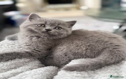 Brazilian Shorthair cats for sale: BRITISH BLUE KITTEN - Image 2