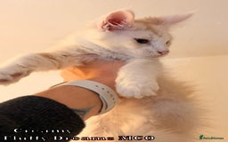 Maine Coon cats for sale: Fluffy Maine Coons 3 girls 1 boy active/non-active - Image 20