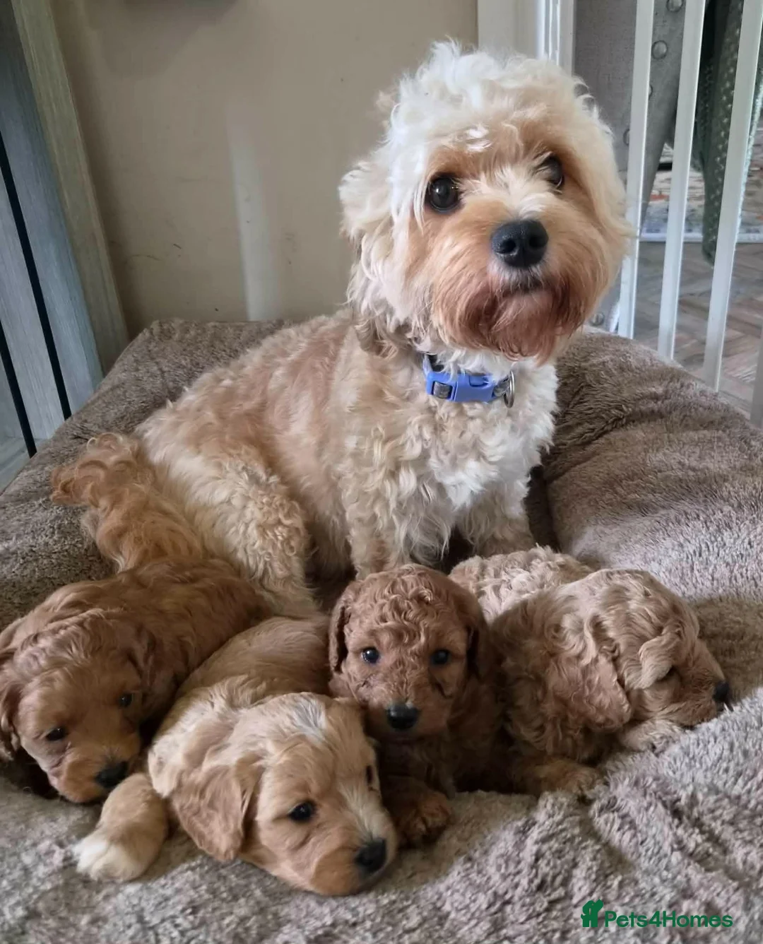 Cavapoo dogs for sale: DNA clear cavapoo in Yeovil - Advert 2