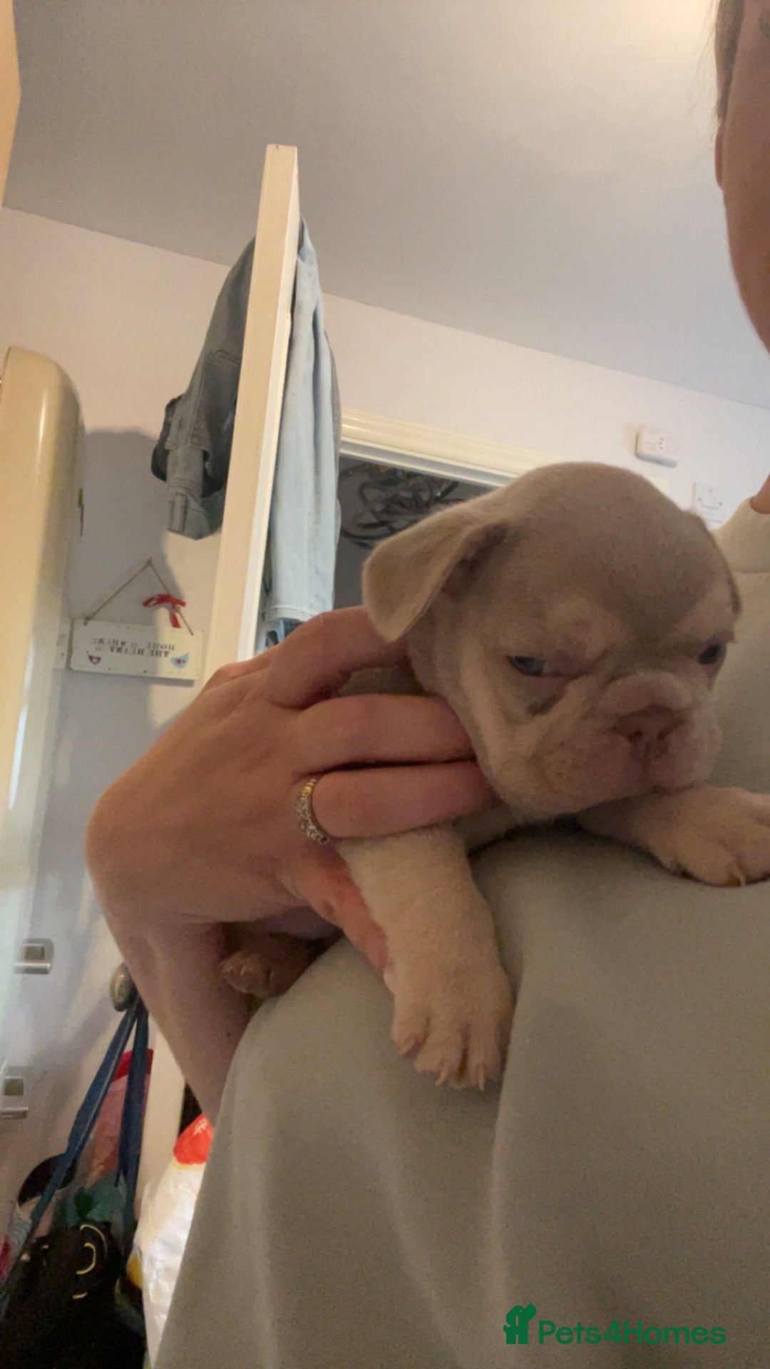 French Bulldog dogs for sale: French bulldog puppies  - Image 5