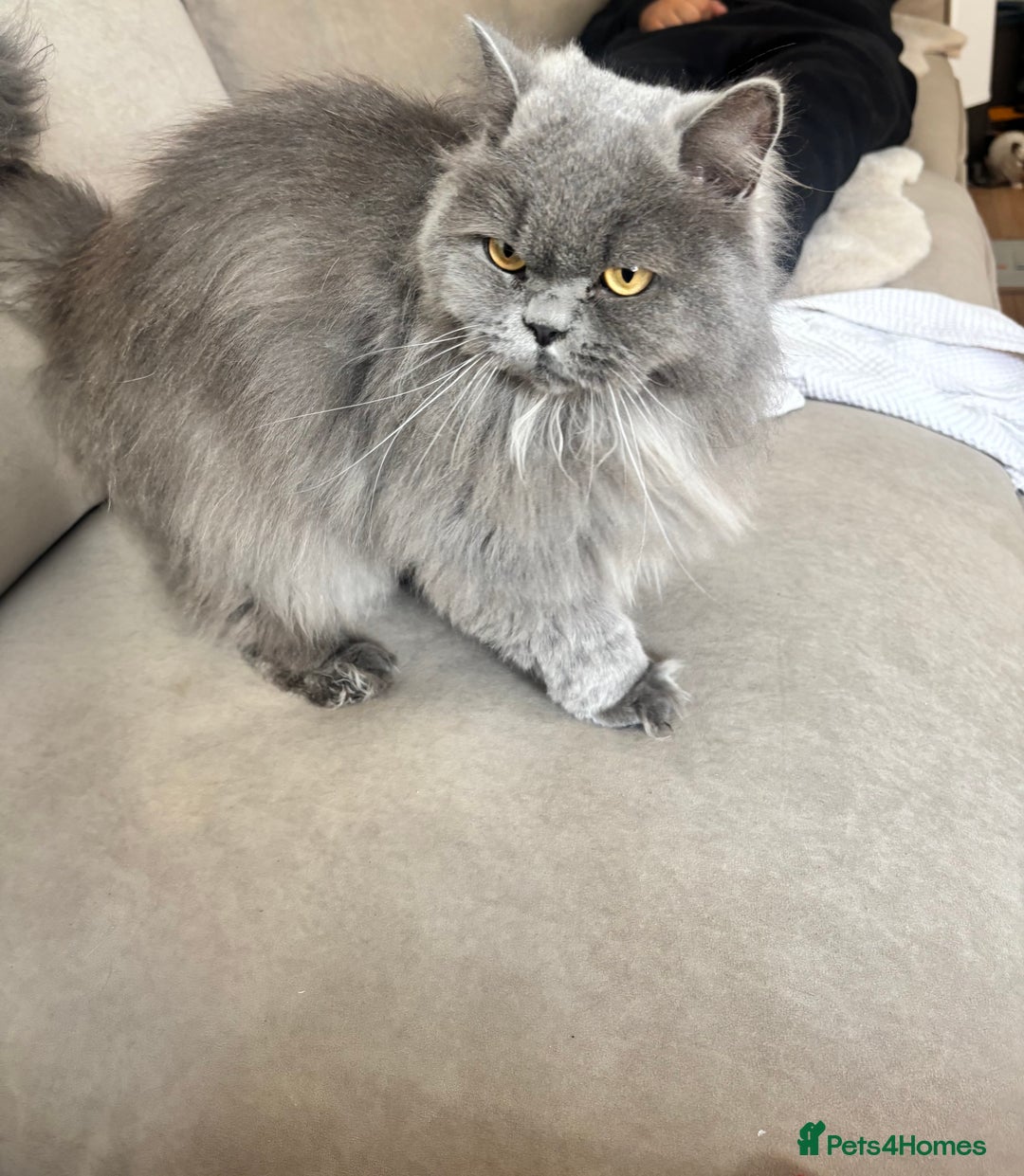 British Longhair cats for sale: British LongHair for Rehoming 🐱🏡 - Image 2