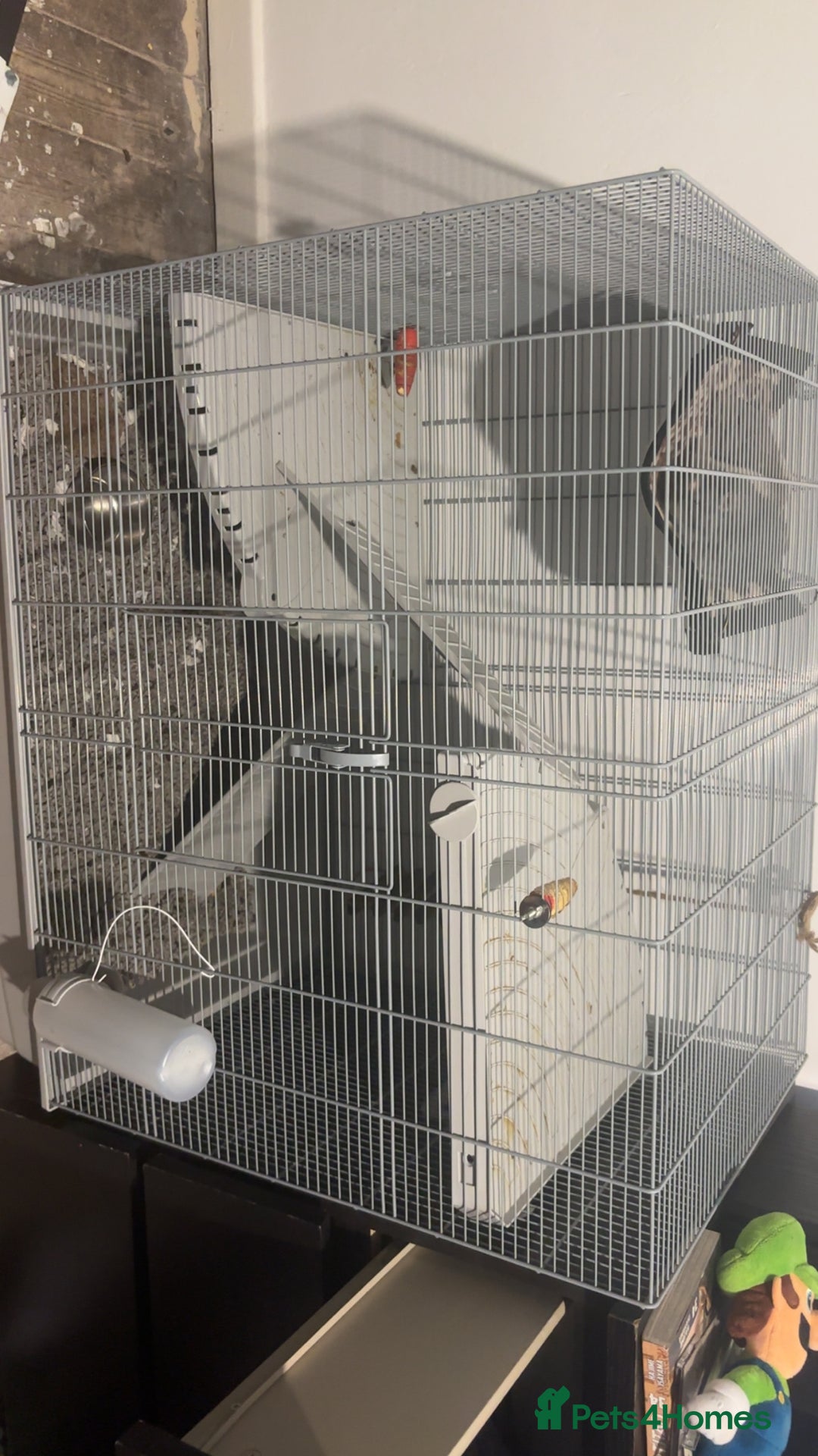 Rat rodents for sale: 2 rats with big cage and accessories  - Image 2