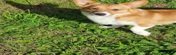 Welsh Corgi Pembroke dogs for sale: Clyde - Red & White Male  - Advert 1