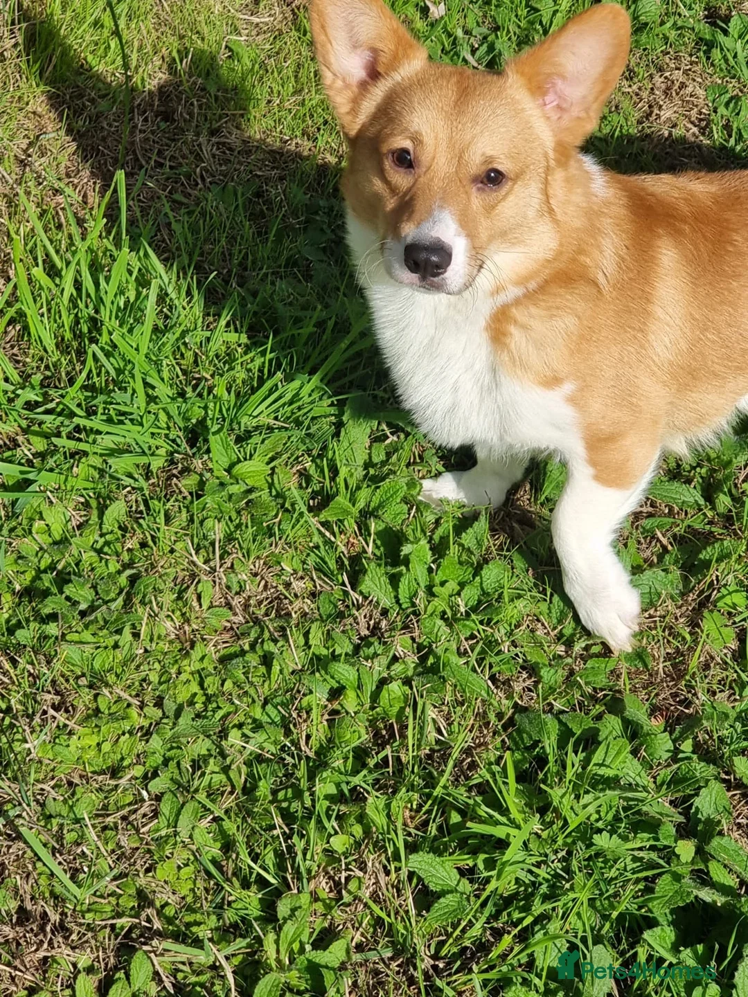 Welsh Corgi Pembroke dogs for sale: Clyde - Red & White Male  - Advert 1