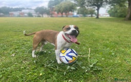 Staffordshire Bull Terrier dogs for stud: For stud FREE - Image 5