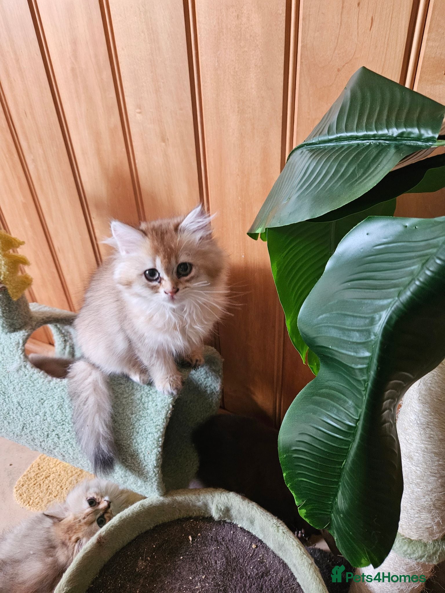 British Shorthair cats 😻British golden shorthair/longhair😻 - Advert 2