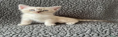 Devon Rex x Siamese Kitten 2