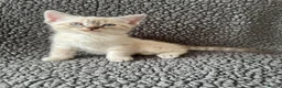 Mixed Breed cats for sale: Devon Rex x Siamese Kittens Ready End of June - Advert 6