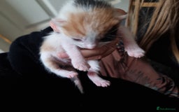 Mixed Breed cats for sale: Kittens - Image 6