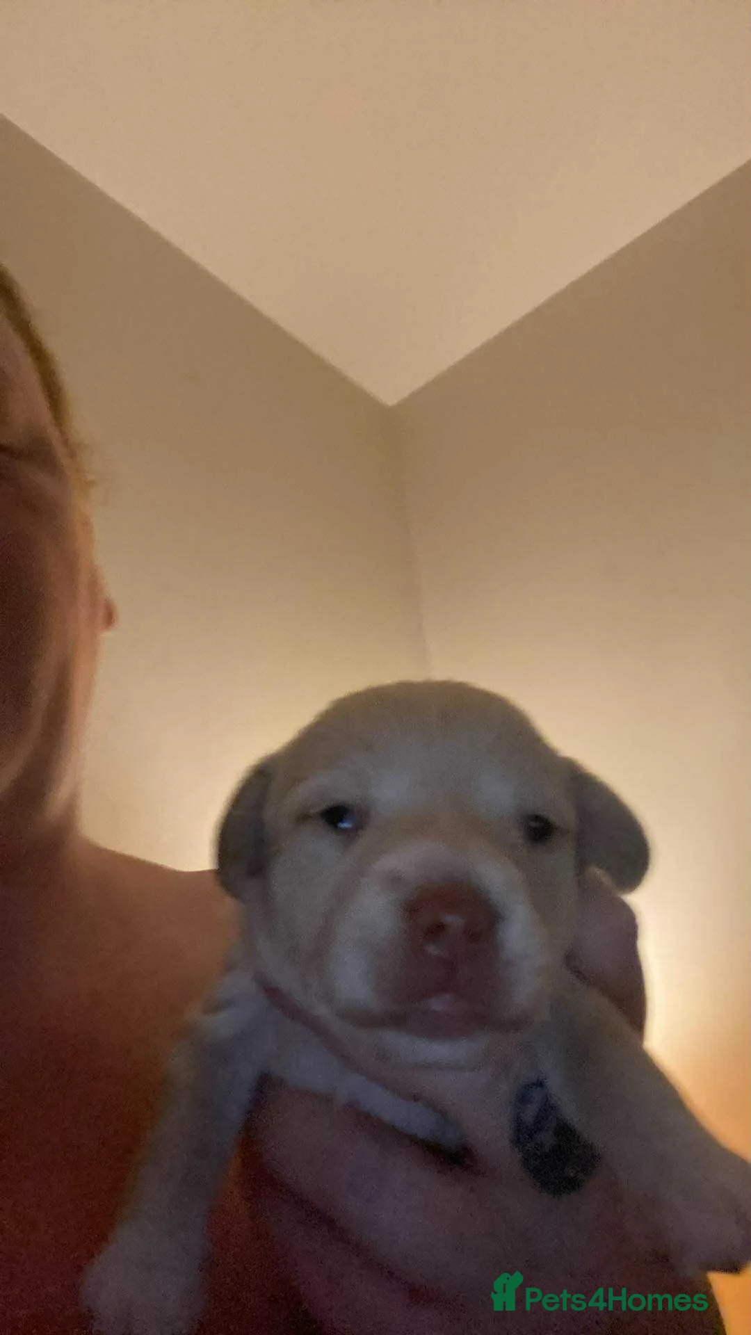 Mixed Breed dogs for sale: Terrier cross dachshund - Advert 4