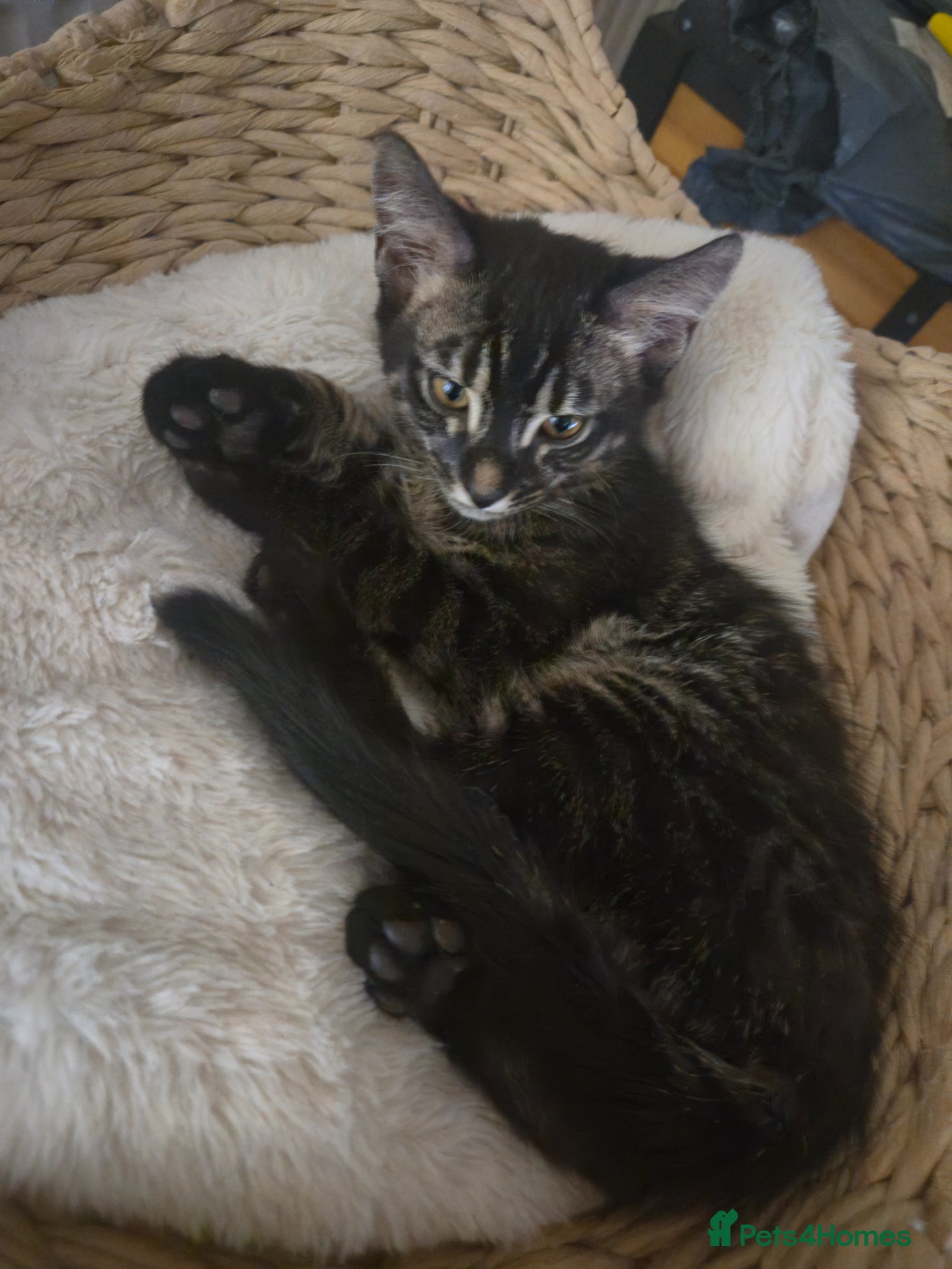Bengal cats Bengal kittens, Last 2 boys available! - Advert 1