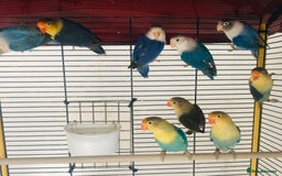 Lovebirds birds for sale: Beautiful lovebirds for sale. - Image 13