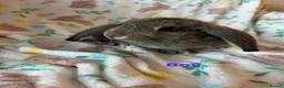 French Lop rabbits for sale: Adorable Giant french lops  - Advert 2