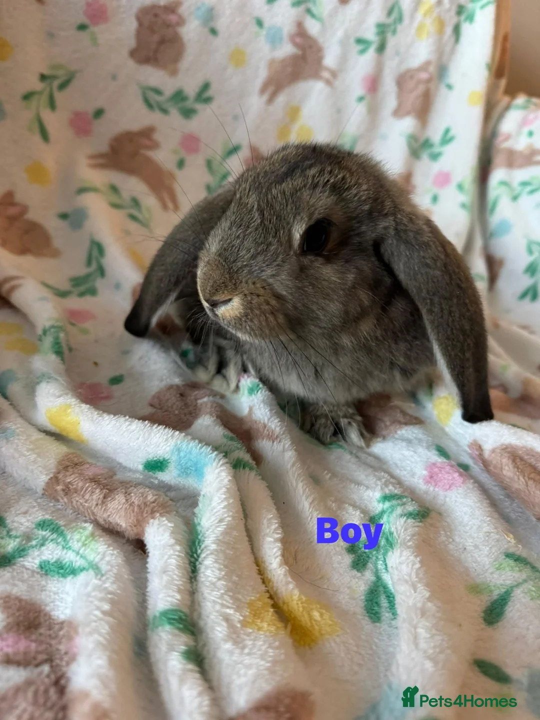 French Lop rabbits for sale: Adorable Giant french lops  - Advert 2