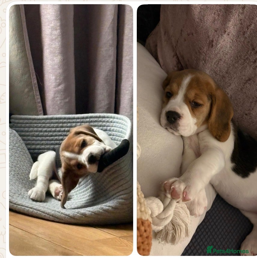 Beagle dogs Kc reg Charterwood/Duffose Show winning    - Advert 9