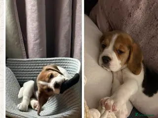 Beagle dogs Kc reg Charterwood/Duffose Show winning - Advert 9