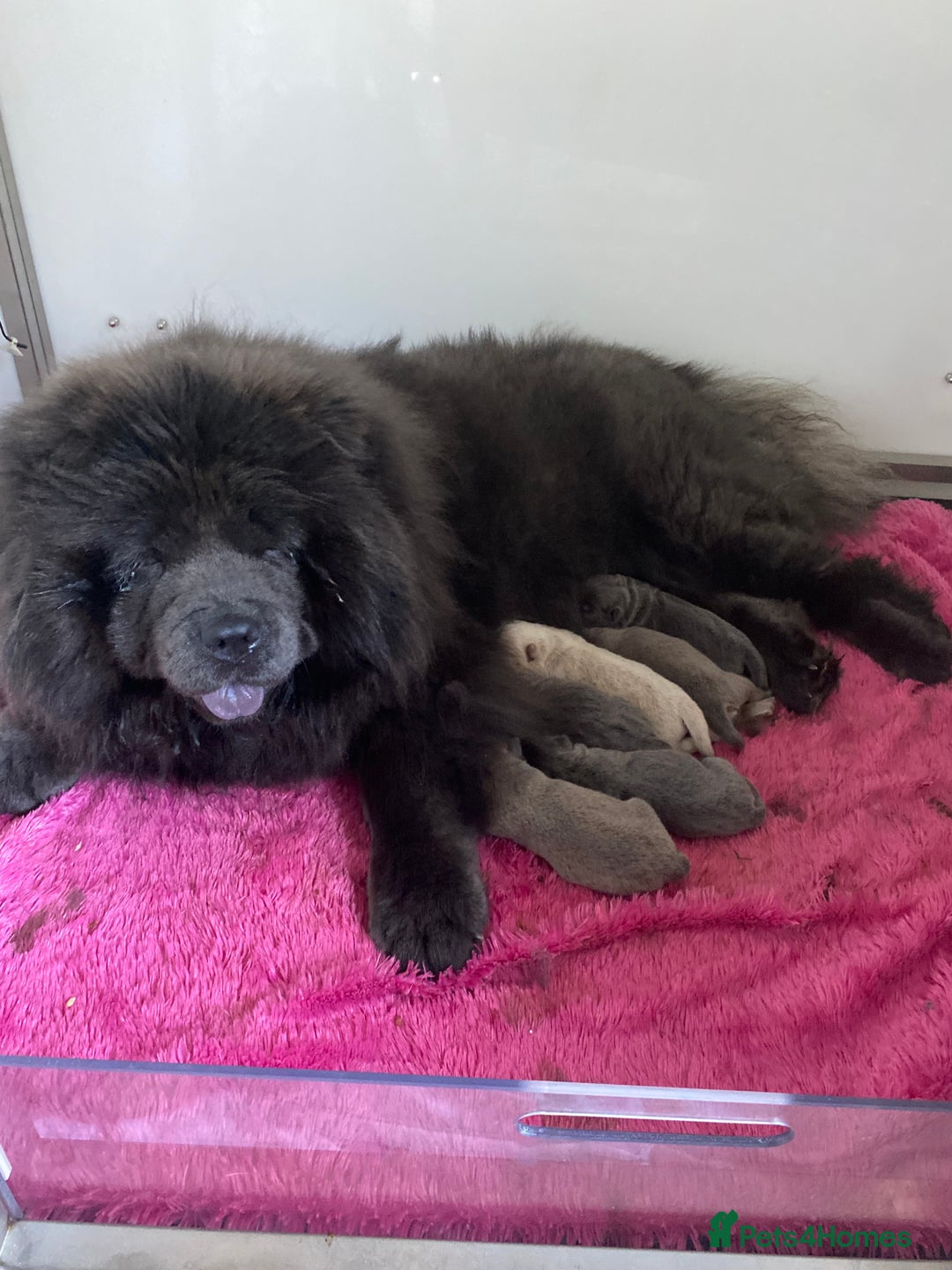 Chow Chow dogs for sale: Stunning kc chow chow  - Advert 3