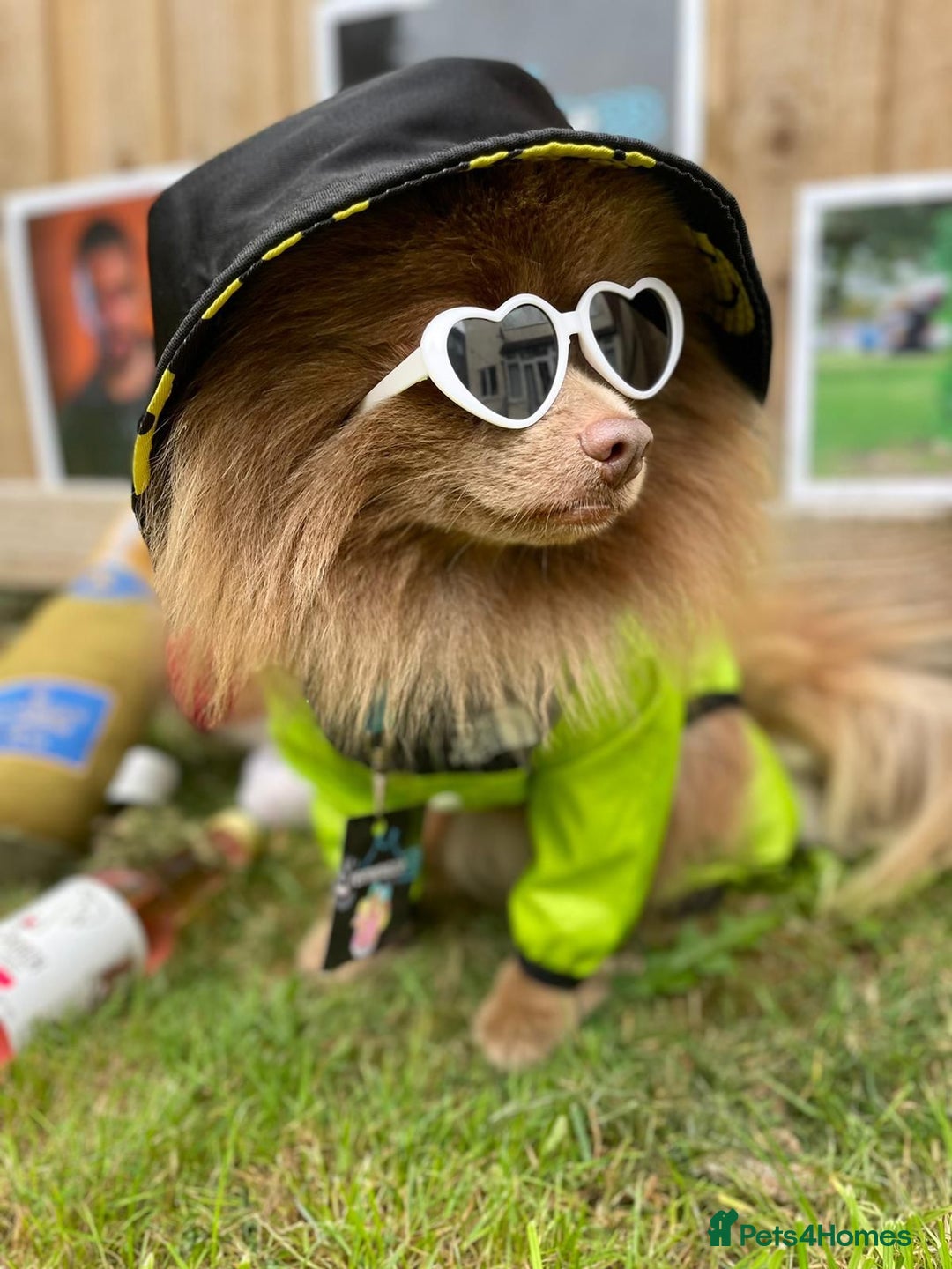 Pomeranian dogs for stud: Kai Kai lilac boy 💜  ( STUD ONLY ) (PROVEN)  in Liverpool - Advert 4