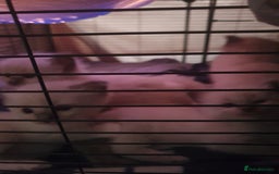 Ragdoll cats for sale: 3 ragdoll kittens forsale - Image 1