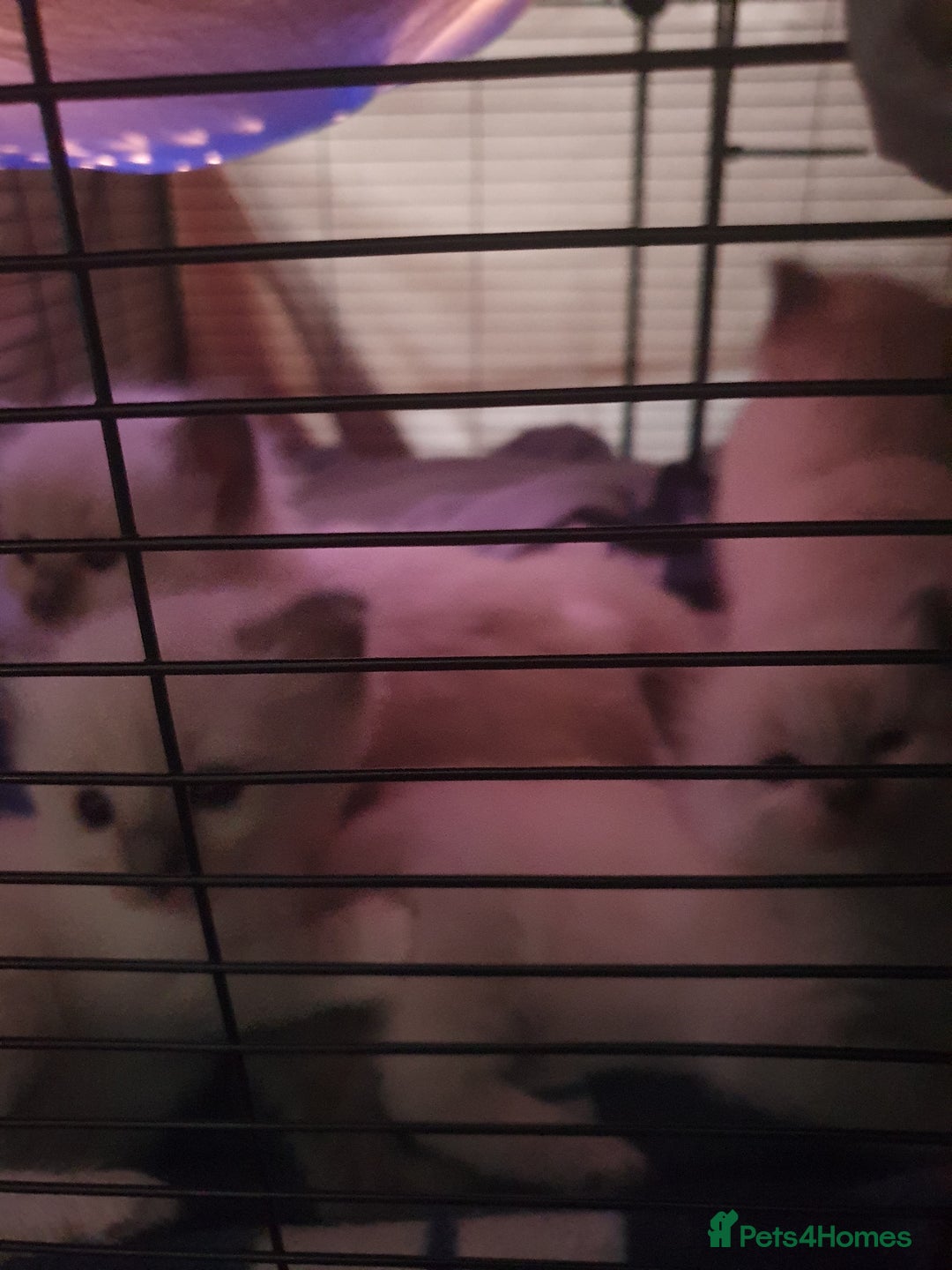 Ragdoll cats for sale: 3 ragdoll kittens forsale - Image 1