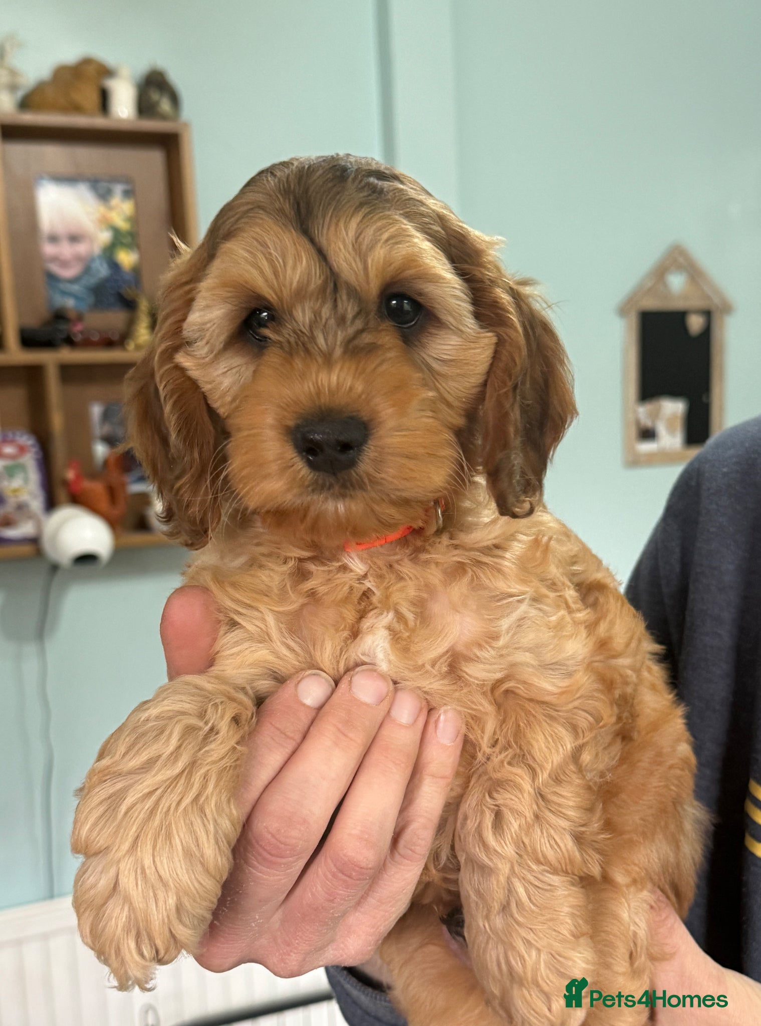 Cockapoo dogs **6 remaining**Cockapoo puppies x8 5boys & 3 girls - Advert 1