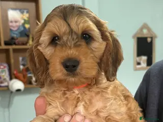 Cockapoo dogs **6 remaining**Cockapoo puppies x8 5boys & 3 girls - Advert 5