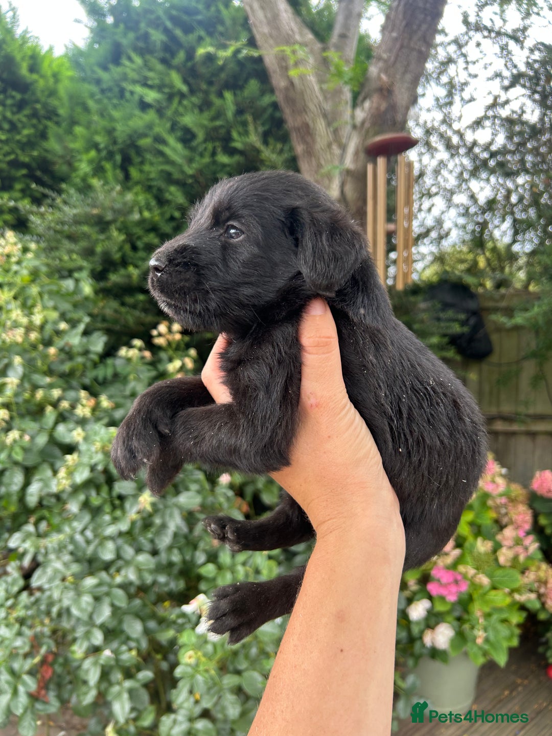 Mixed Breed dogs for sale: 3/4 Labrador 1/4 German wired hair pointer  - Image 7