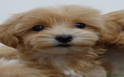 Maltipoo dogs for sale: ✨ F1 Maltipoo Puppies – Tiny, Loving & intelligent - Image 3