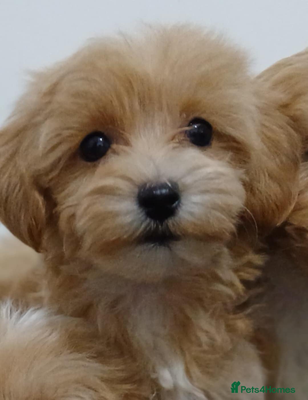 Maltipoo dogs for sale: ✨ F1 Maltipoo Puppies – Tiny, Loving & intelligent - Image 3