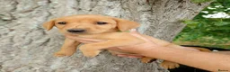 Labrador Retriever dogs for sale: Foxred labrador puppies - Advert 9