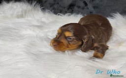 Miniature Dachshund dogs for sale: KC Health tested Licensed breeder 12 years exp - Image 21