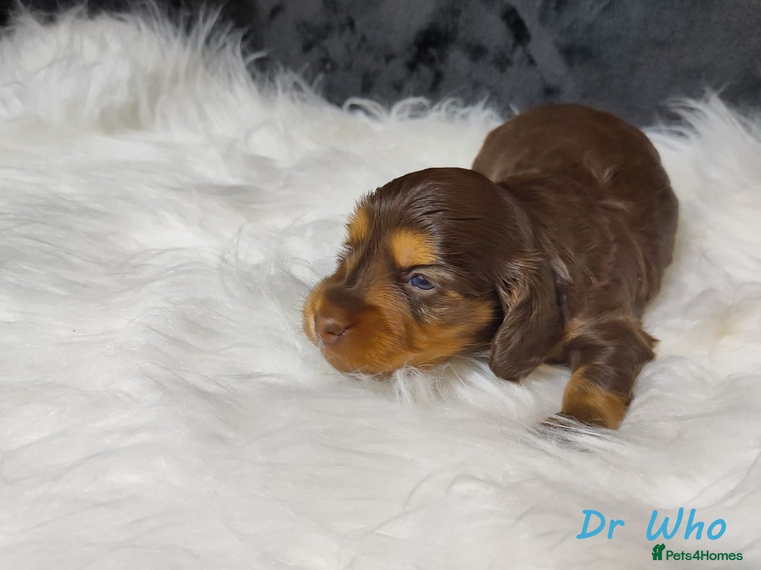 Miniature Dachshund dogs for sale: KC Health tested Licensed breeder 12 years exp - Image 21