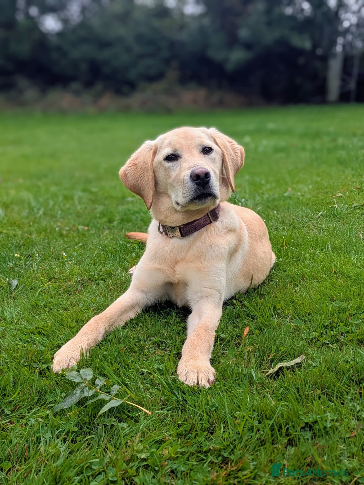 Labrador Retriever dogs Trained Labrador - Advert 2