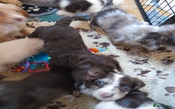 Sproodle dogs for sale: Gorgeous Sproodle Pups. - Image 26