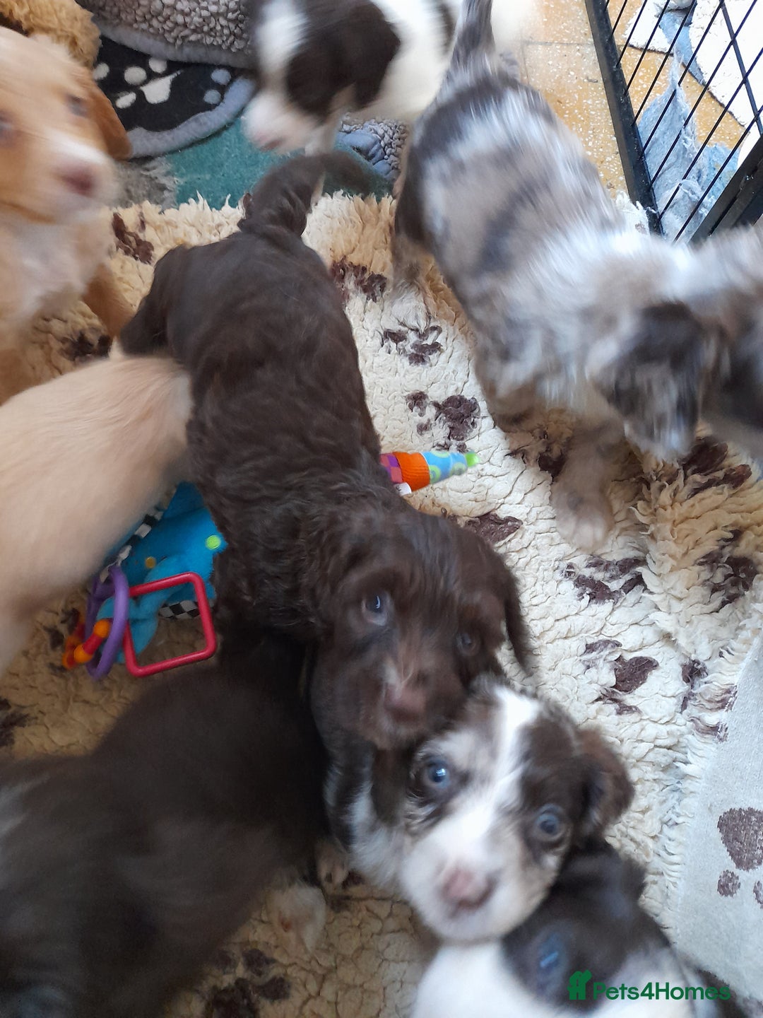 Sproodle dogs for sale: Gorgeous Sproodle Pups. - Image 26