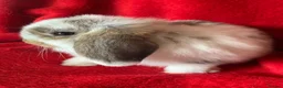 Mini Lop rabbits for sale: Gorgeous Pure Mini Lop Rabbits  - Advert 6