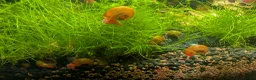 Snails fish for sale: Ramshorn Snails  - Advert 2