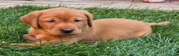 Labrador Retriever dogs for sale: KC Reg Fox Red Labrador Puppy - Advert 3