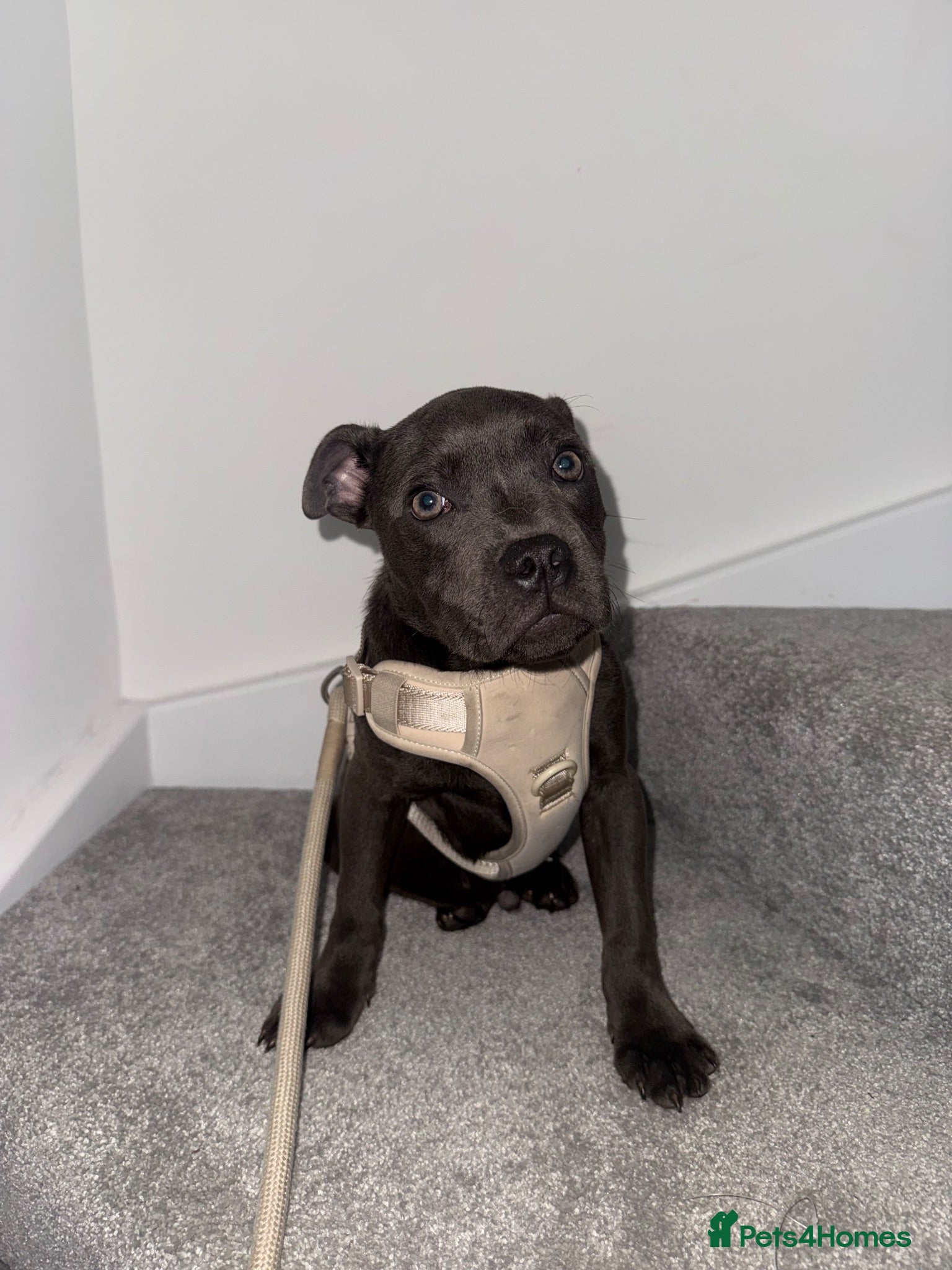 Staffordshire Bull Terrier dogs KC registered Blue Staffordshire bull terrier pup - Advert 1