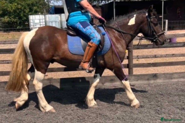 Other Breed horses 13.3 Cob x American Paint Gelding - Advert 1