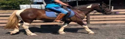 Other Breed horses for sale: 13.3 Cob x American Paint Gelding - Advert 1