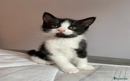 British Shorthair cats for sale: 2 beautiful kittens  - Image 4
