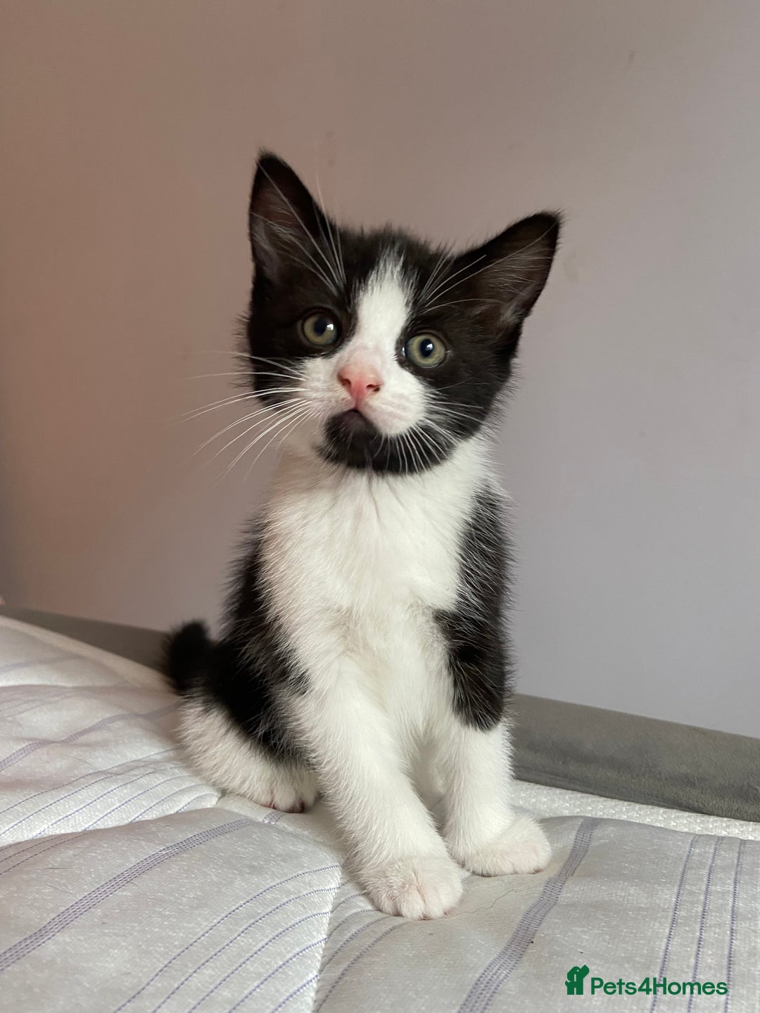 British Shorthair cats for sale: 2 beautiful kittens  - Image 4
