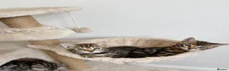 Bengal cats for sale: Beautiful Bengal kittens  - Advert 2
