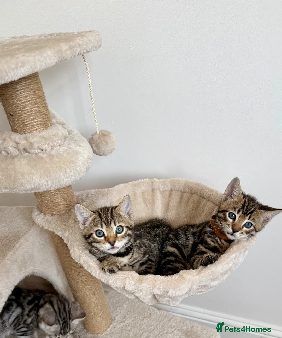 Bengal cats for sale: Beautiful Bengal kittens  - Advert 2