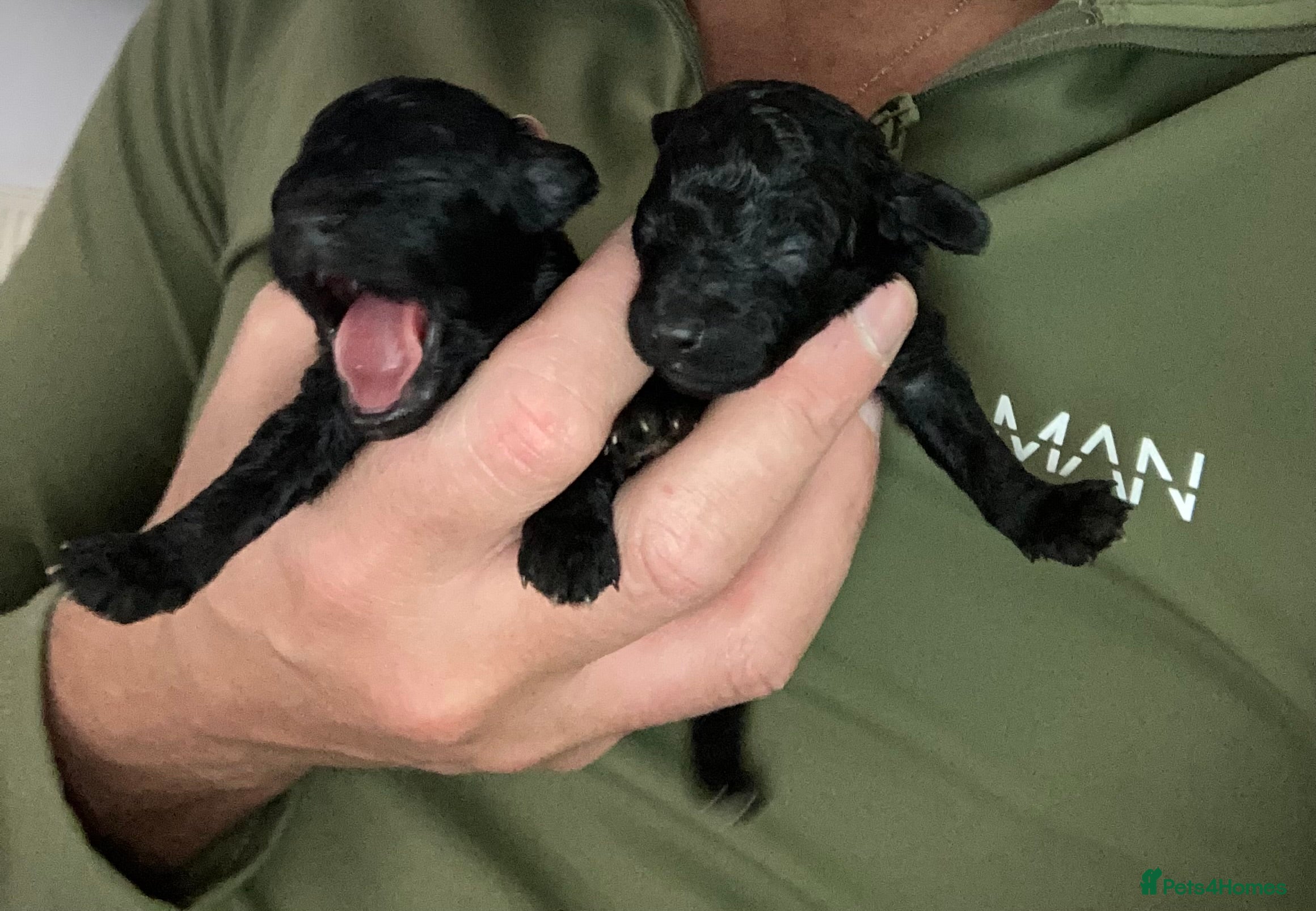 Toy Poodle dogs Beautiful toy poodle girl  - Advert 17