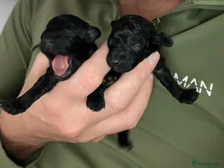 Toy Poodle dogs Beautiful toy poodle girl - Advert 9