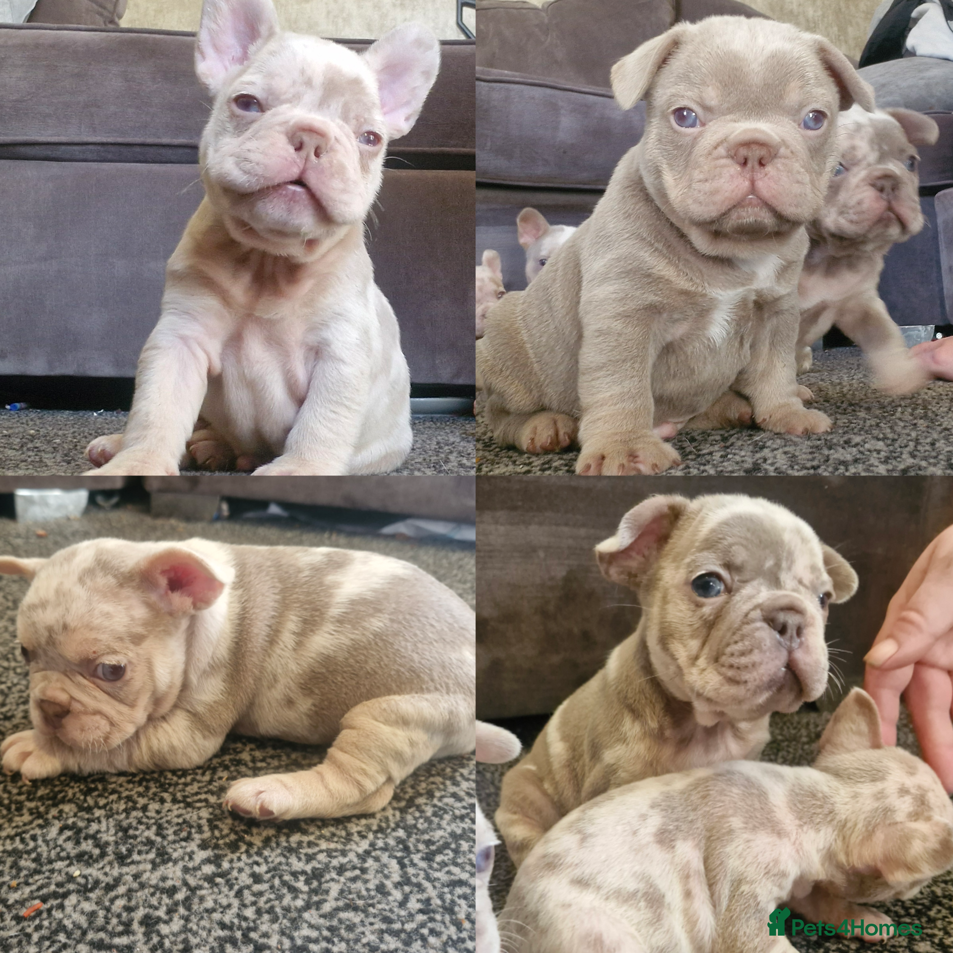 French Bulldog dogs Stunning dwkc merle french bulldogs  - Advert 15